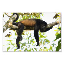 Singe d'hurleur en le Costa Rica Photographie