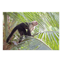 Singe en photo en bambou de jungle