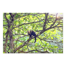 Singe et bébé de mère dans la jungle art photographique