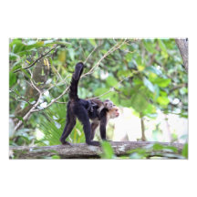 Singe et bébé photographe