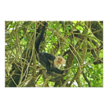 Singe fait face blanc dans la jungle photos sur toile