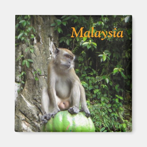 Singe malaisien aimant pour réfrigérateur