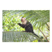 Singe mignon sur un palmier photographie d’art