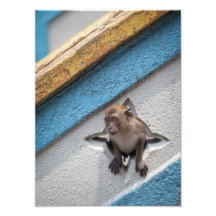 singe tirages photo