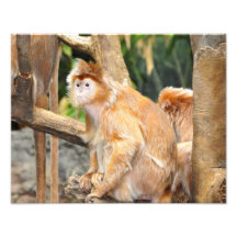 Singes de confiture d'oranges photos d’art