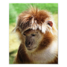 SINGES PHOTOGRAPHES