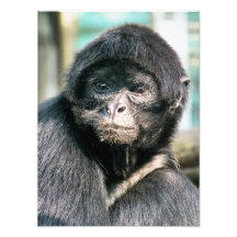 SINGES PHOTOS SUR TOILE