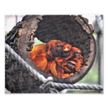 Singes rouges de feuille impressions photographiques