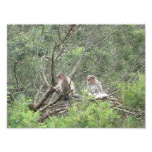 Singes sauvages impressions photo