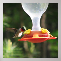 Siroter de colibri poster