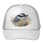 Sittelle à gorge rouge casquette
