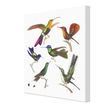 Six colibris colorés des copies antiques toiles tendues sur châssis