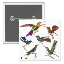 Six colibris différents - leçon de Rene Primevere Badge Avec Épingle