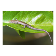 Skink frais métallique Niveoscincus Metallicus Photographie