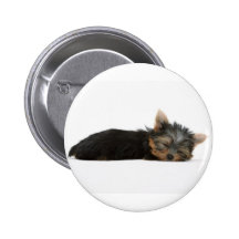 Sommeil de chiot de Yorkie Pin's Avec Agrafe