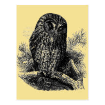 Sommeil de hibou de Brown Carte Postale
