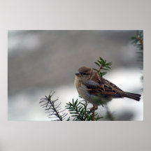 Son oeil est sur le moineau posters