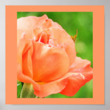 Sorbet orange affiche