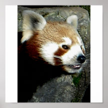 sourire de panda rouge affiche