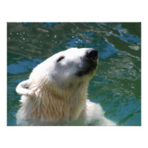 Sourire d'ours blancs faire-parts