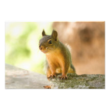 Sourire mignon d'écureuil photos d’art