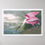 Spatule rose, John James Audubon Posters