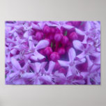 Sphère de pourpre posters