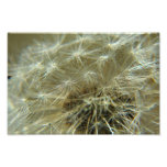 Sphère pelucheuse - photo
