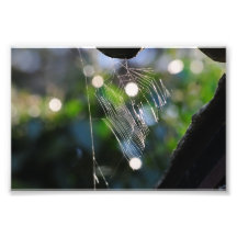 Spiders web in the Sunlight Photo
