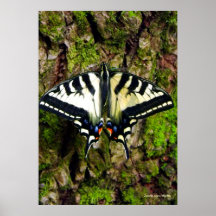 Spring Butterfly Print