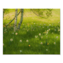 Spring Daffodils Photo