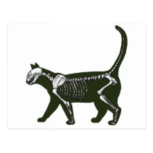 squelette de chat carte postale
