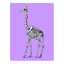 Squelette de girafe cartes postales