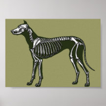 Squelette de great dane posters