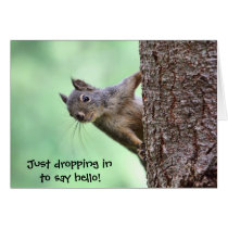 Squirrel On a Tree cartes