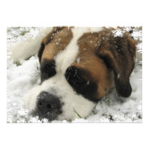 St Bernard dans la neige à l'invitation