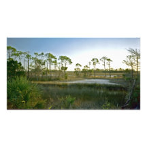 St Marques N.W.R. le comté de Wakulla, la Floride Photo D’art