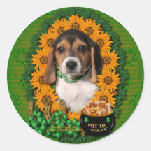 St patrick - pot d'or - beagle - chiot adhésifs ronds