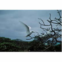 Sternes blanches étant perché sur des branches photo en découpe
