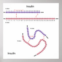 Structure d'affiche humaine d'insuline