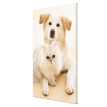 Studio tiré du chat et du chien impressions sur toile