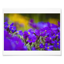 Stupéfaction pourpre photographes