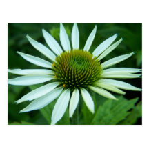 SummerFlowers032 Cartes Postales
