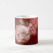 Supernova Tasse