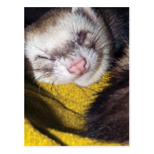Sweet Dreams Carte Postale