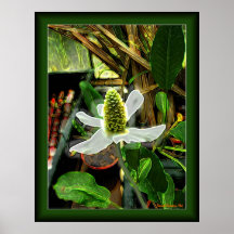 Sword Plant Poster 1