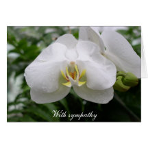 Sympathie blanche d'orchidée cartes de vœux
