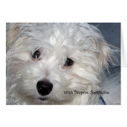 Sympathie d'animal familier - perte d'un chien cartes de Sympathie d'animal familier - perte d'un chien cartes de