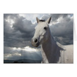 Sympathie dans votre perte - amant de cheval cartes de vœux