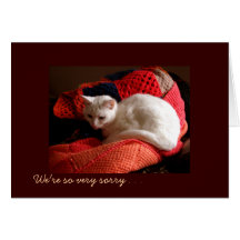 Sympathie de chat d'animal familier carte